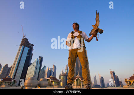 Peregrine Falcon (Falco peregrinus) perched on falconers hand, on roof top in Dubai city, used to control urban pigeon population, United Arab Emirates (UAE), January 2010 Stock Photo