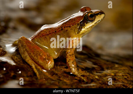 Pyrenean frog (Rana Pyrenaica), Spain, April. Stock Photo