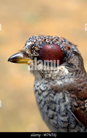 Juvenile Red-backed shrike (Lanius collurio) with eye hood, used by falconers to catch birds of prey for domestication, Georgia, September. Stock Photo