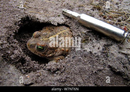 Natterjack toad (Epidalea calamita / Bufo calamita) next to an empty bullet cartridge on military land, Belgium, June. Stock Photo