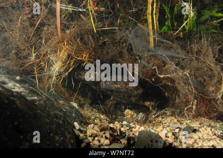 Japanese giant salamander (Andrias japonicus) near their burrow, Hino River, Tottori, Japan, August. Stock Photo