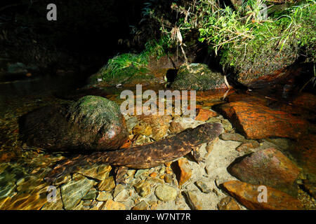 Japanese giant salamander (Andrias japonicus) breathing, Hino River, Tottori, Japan August. Stock Photo