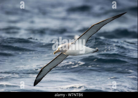 Shy Albatross (Thalassarche cauta) in flight, Snares Islands, New Zealand. November. Stock Photo