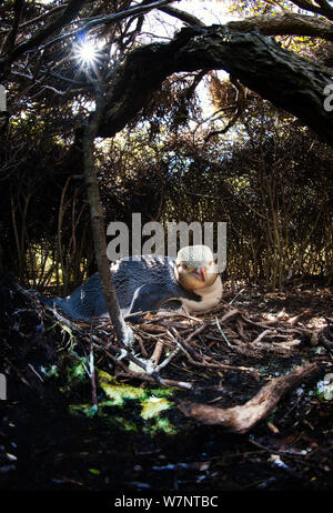 Yellow-eyed Penguin (Megadyptes antipodes) at nesting site in woodland, endangered species, Auckland Island, New Zealand.  November. Stock Photo