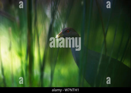 Tasmanian Native hen (Gallinula mortierii) endemic bird of Tasmania. Bruny Island, Tasmania. Stock Photo