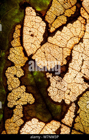 'Babango' or Ebenaceae (Diospyros bipindensis  or iturensis) close up detail of leaf. Lots of animals in the rainforest feed on the leaves and fruit and the local tribes use the wood for axe handles and saplings are used for the making of spear shafts. Bai Hokou, Dzanga-Ndoki National Park, Central African Republic. Stock Photo