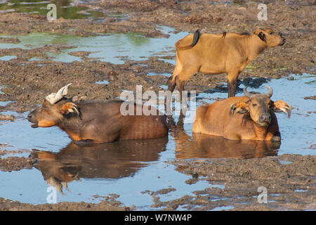 Forest buffalos (Syncerus caffer nanus) bull, cow and calf resting in muddy stream in bai clearing, Dzanga-Ndoki National Park, Central African Republic Stock Photo