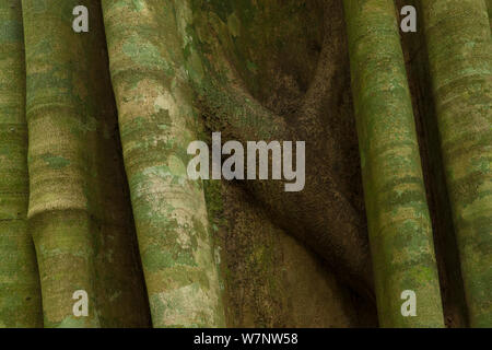 'Boko' tree trunk (Balanites wilsoniana), lots of the tropical rainforest fauna enjoy the fruits and seeds of this species, including elephants and bush pigs, who help seed dispersal. Ba'Aka tribal people use the wood to make crossbows. Bai Hokou, Dzanga-Ndoki National Park, Central African Republic. Stock Photo