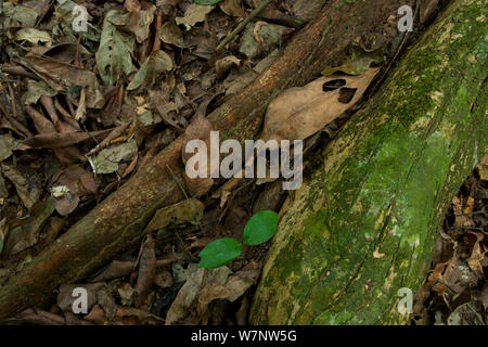 'Bodaba' leaf (Grossera macrantha) nestled against Strangler Fig tree root system and a 'Babango' seedling (Diospyros bipindensis or iturensis) Bai Hokou, Dzanga-Ndoki National Park, Central African Republic. Stock Photo