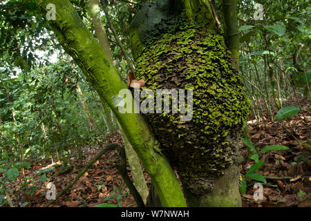 Persimmon 'Babango' tree (Diospyros bipindensis or ituriensis) with lichen covered Black ants nest, Bai Hokou, Dzanga-Ndoki National Park, Central African Republic. Stock Photo