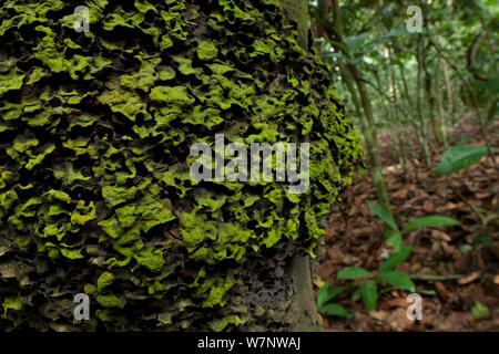 Persimmon 'Babango' tree (Diospyros bipindensis or ituriensis) with lichen covered Black ants nest, Bai Hokou, Dzanga-Ndoki National Park, Central African Republic. Stock Photo