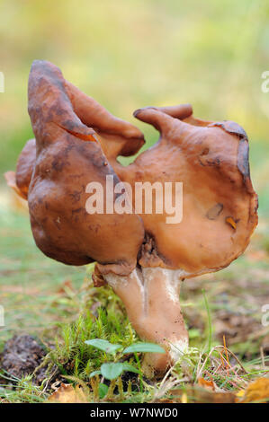 Fungus (Gyromitra ambigua) closely related to False morel (Gyromitra esculenta), Ulvsbomuren, Bergslagen, Sweden Stock Photo