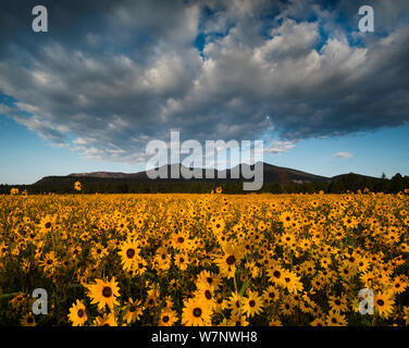 Sunset Crater National Monument with dawn light on the San Francisco Peaks over fields of flowering Prairie sunflowers (Helianthus petiolaris) Arizona Stock Photo