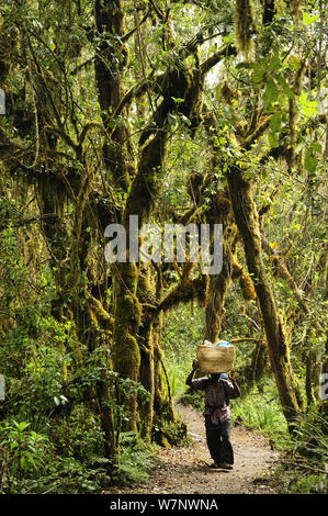 Porter walking through tropical forest in lower slopes of Mount Kilimanjaro volcano, Tanzania Stock Photo