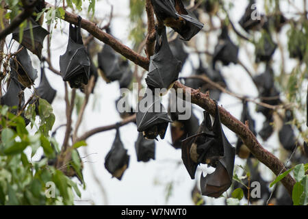 Spectacled flying fox (Pteropus conspicillatus) colony roosting during daytime, North Queensland, Australia, October 2012 Stock Photo