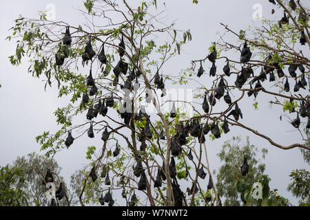 Spectacled flying fox (Pteropus conspicillatus) colony roosting during daytime, North Queensland, Australia, October 2012 Stock Photo