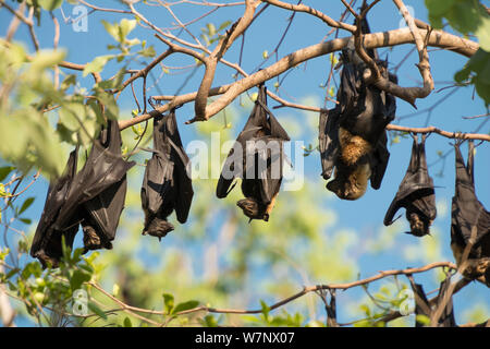 Spectacled flying fox (Pteropus conspicillatus) colony roosting during daytime, North Queensland, Australia, November 2012 Stock Photo