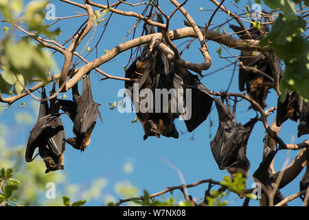 Spectacled flying fox (Pteropus conspicillatus) colony roosting during daytime, North Queensland, Australia, November 2012 Stock Photo