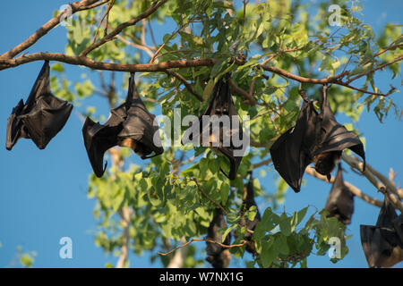 Spectacled flying fox (Pteropus conspicillatus) colony roosting during daytime, North Queensland, Australia, November 2012 Stock Photo