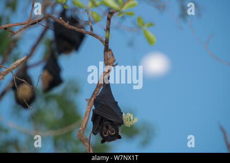 Spectacled flying fox (Pteropus conspicillatus) colony roosting at dusk with moon behind, North Queensland, Australia, November 2012 Stock Photo