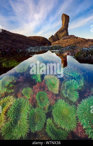 Tide pool full of Giant green anemones (Anthopleura xanthogrammica) at low tide,  Olympic National Park, Washington, USA, March. Stock Photo