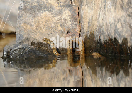 Viperine Snake (Natrix maura) in water, Extramadura, Spain, May. Stock Photo
