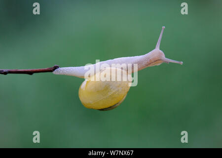 Garden / Grove Snail (Cepaea nemoralis) on twig. Vosges, France, May. Stock Photo