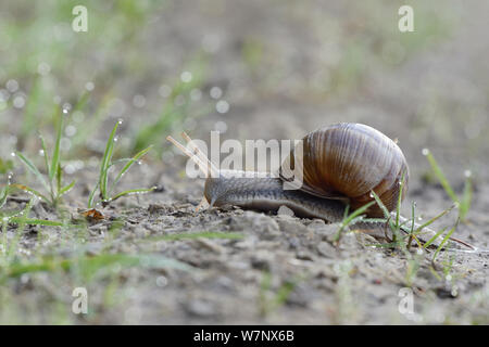 Bourgogne / Edible Snail (Helix pomatia). Vosges, France, June. Stock Photo