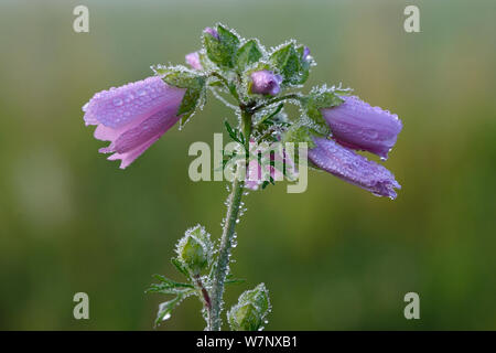 Musk Mallow (Malva moschata) in flower. Vosges, France, July. Stock Photo