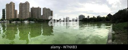 View of the Liangxi River covered with blue-green algae in Wuxi city, east China's Jiangsu province, 3 July 2017.   Dead fishes have been found in the Stock Photo