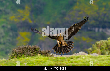 Lammergeier / Bearded Vulture (Gypaetus barbatus) juvenile landing. Simien National Park, Ethiopia, East Africa. Stock Photo