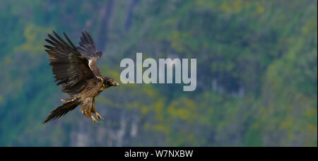 Lammergeier / Bearded Vulture (Gypaetus barbatus) juvenile in flight. Simien National Park, Ethiopia, East Africa. Stock Photo