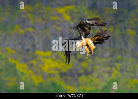 Lammergeier / Bearded Vulture (Gypaetus barbatus) in flight. Simien National Park, Ethiopia, East Africa. Stock Photo