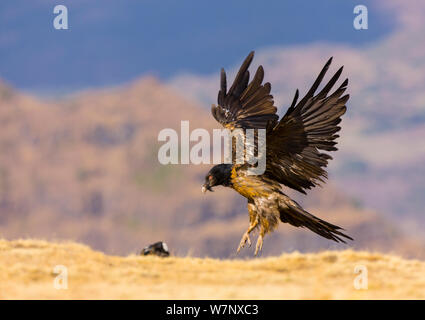 Lammergeier / Bearded Vulture (Gypaetus barbatus) juvenile landing. Simien National Park, Ethiopia, Africa. Stock Photo