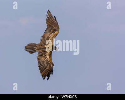 Lammergeier / Bearded Vulture (Gypaetus barbatus) juvenile in flight. Simien National Park, Ethiopia, Africa. Stock Photo