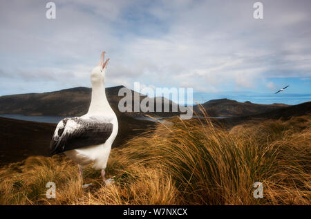 Southern royal albatross (Diomedea epomophora) calling, Campbell Island, New Zealand. November. Stock Photo