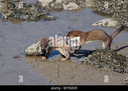 Two young stoats (Mustela erminea) on banks of river. North Wales, UK, June. Stock Photo