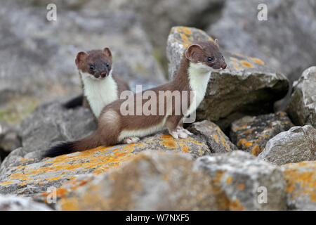 Two young Stoats (Mustela erminea) on rocks. North Wales, UK, June. Stock Photo