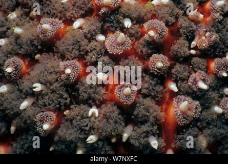 Sunflower Sea Star (Pycnopodia helianthoides) close up of skin surface, Queen Charlotte Strait, British Columbia, Canada, North Pacific Ocean Stock Photo