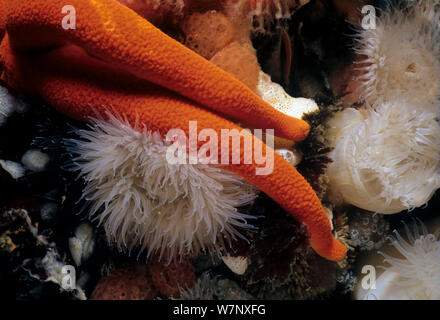 Blood Star (Henrica leviuscula) arms close up over sea anemones, Queen Charlotte Strait, British Columbia, Canada, North Pacific Ocean. Stock Photo