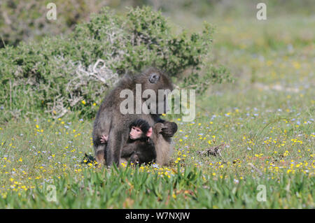 Chacma Baboon (Papio hamadryas ursinus) mother with one week old infant. deHoop nature reserve, Western Cape, South Africa, September. Stock Photo