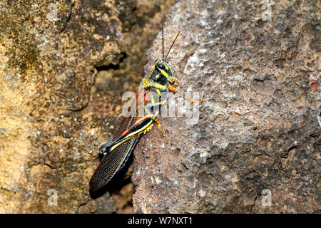Large Painted Locust (Schistocerca melanocera) resting on rock. Santa Cruz, Galapagos Islands. Stock Photo