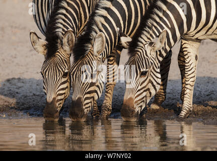 Grant's Zebra (Equus quagga boehmi) three drinking at waterhole, Mana Pools National Park, Zimbabwe October 2012 Stock Photo