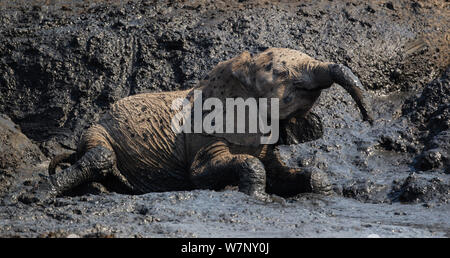 African elephant (Loxodonta africana) baby wallowing in mud, Mana Pools National Park, Zimbabwe October 2012 Stock Photo