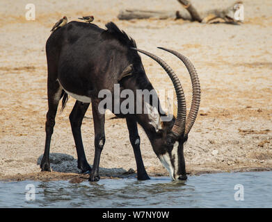 Sable antelope (Hippotragus niger) male drinking, Hwange National Park, Zimbabwe October 2012 Stock Photo