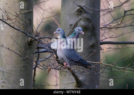 Stock Dove (Columba oenas) pair perched on branches, Germany, March Stock Photo