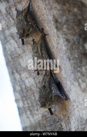 Long-nosed Bat (Rhynchonycteris naso) at daytime roosting site, Pantanal, Brazil Stock Photo