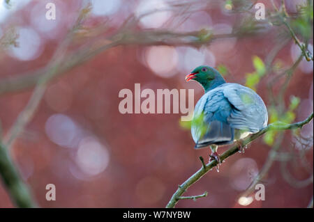 Kereru / New Zealand Pigeon (Hemiphaga novaeseelandiae). Christchurch, New Zealand, October. Stock Photo