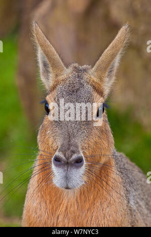 Patagonian Cavy / Mara (Dolichotis patagonum) portrait. Captive. Endemic to southern South America. Stock Photo