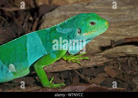 Fiji Banded Iguana (Brachylophus bulabula / fasciatus). Captive. Endemic to Central Fiji New species. Stock Photo